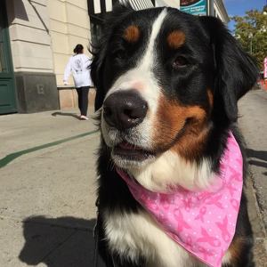 Fundraising Page: Amy Silva